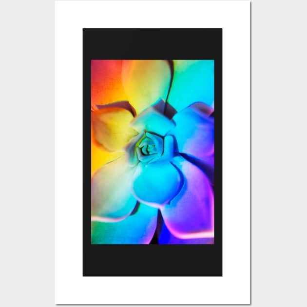 Rainbow echeveria Wall Art by karinelizabeth